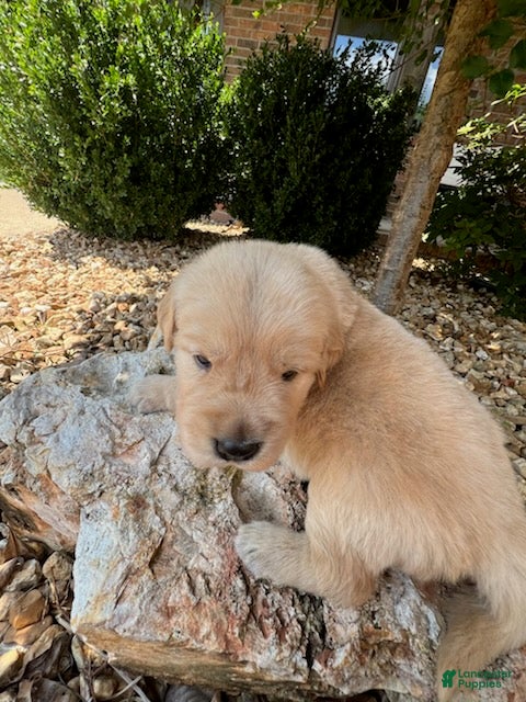 Golden Retriever dogs Erick - Ad 2