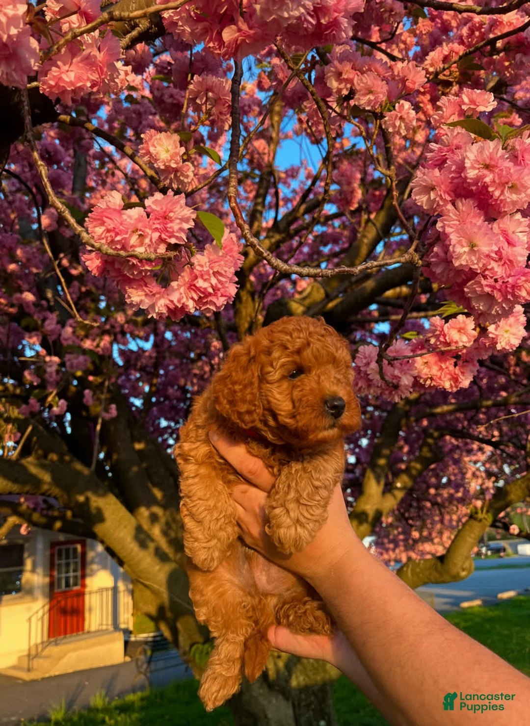 Toy Poodle dogs for sale: Bear - Ad 3