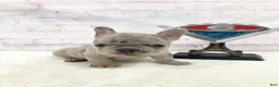 French Bulldog dogs for sale: Eddie French Bulldog  - Ad 3
