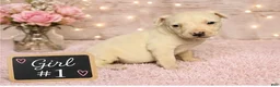 American Pit Bull Terrier dogs for sale: American Pit Bull Terrier 1 - Ad 2
