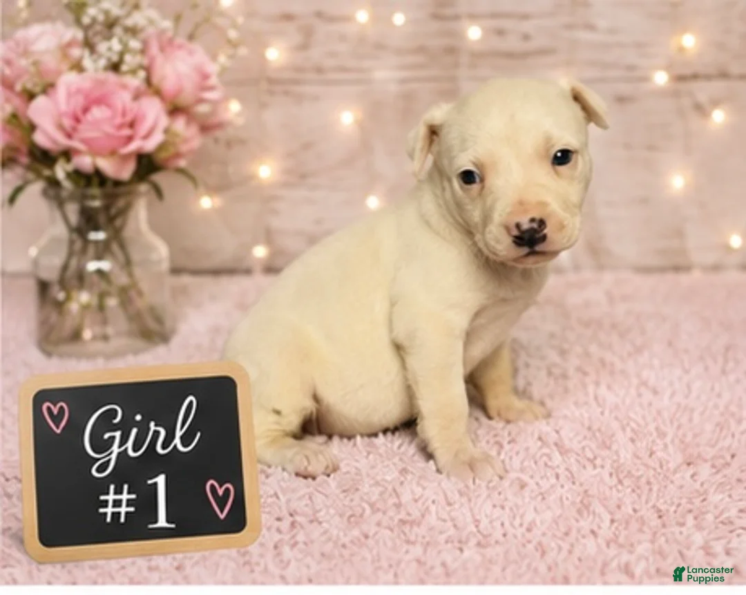 American Pit Bull Terrier dogs for sale: American Pit Bull Terrier 1 - Ad 2