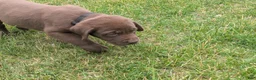 Labrador Retriever dogs for sale: Chocolate Male (Black) - Ad 5