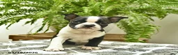 Boston Terrier dogs for sale: Chuck  - Ad 2