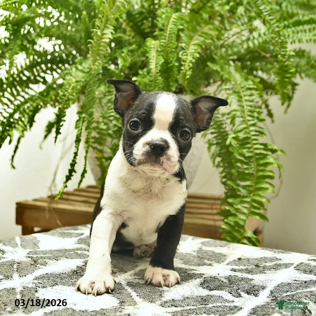 Boston Terrier dogs for sale: Chuck  - Ad 2