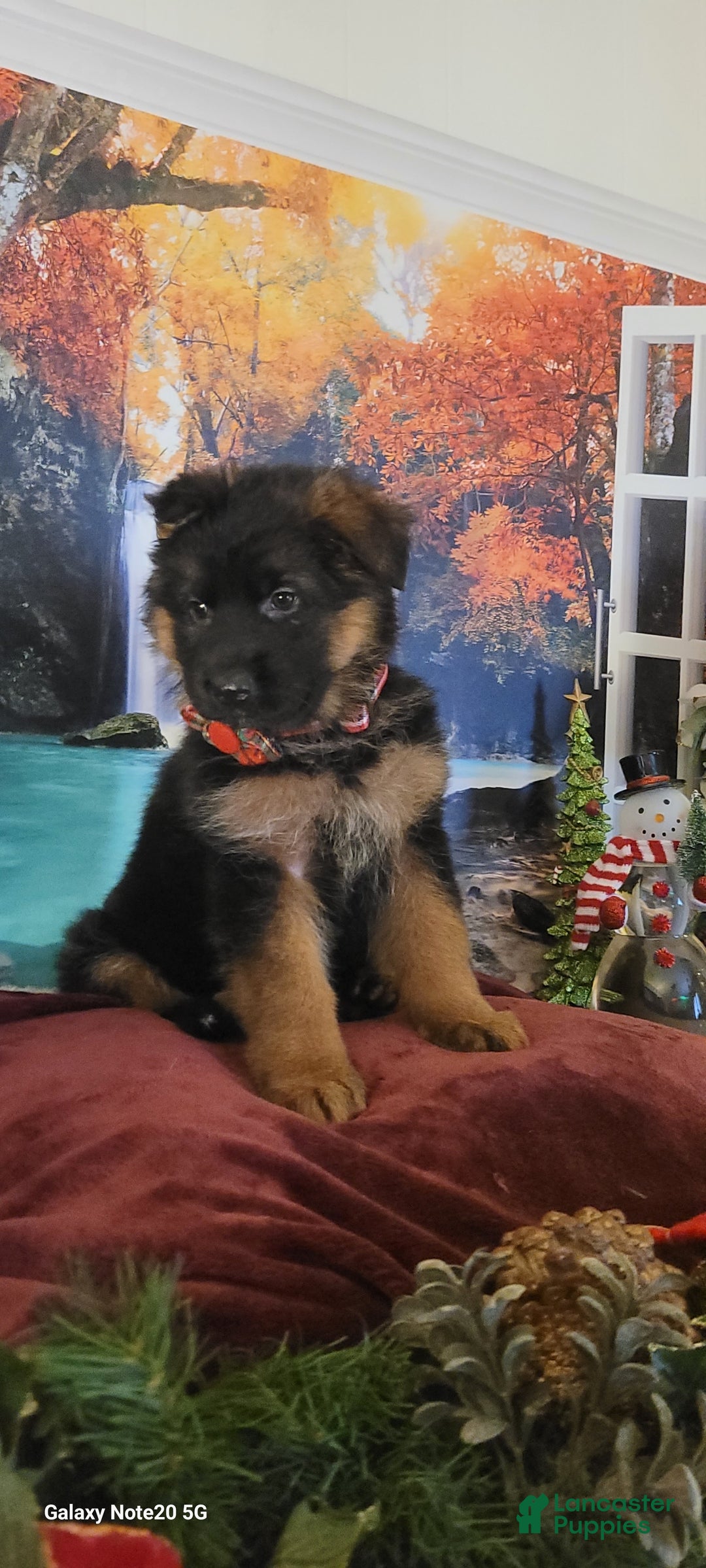 German Shepherd dogs for sale: Holly - Ad 2