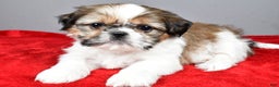 Shih Tzu dogs for sale: Noel - Ad 4