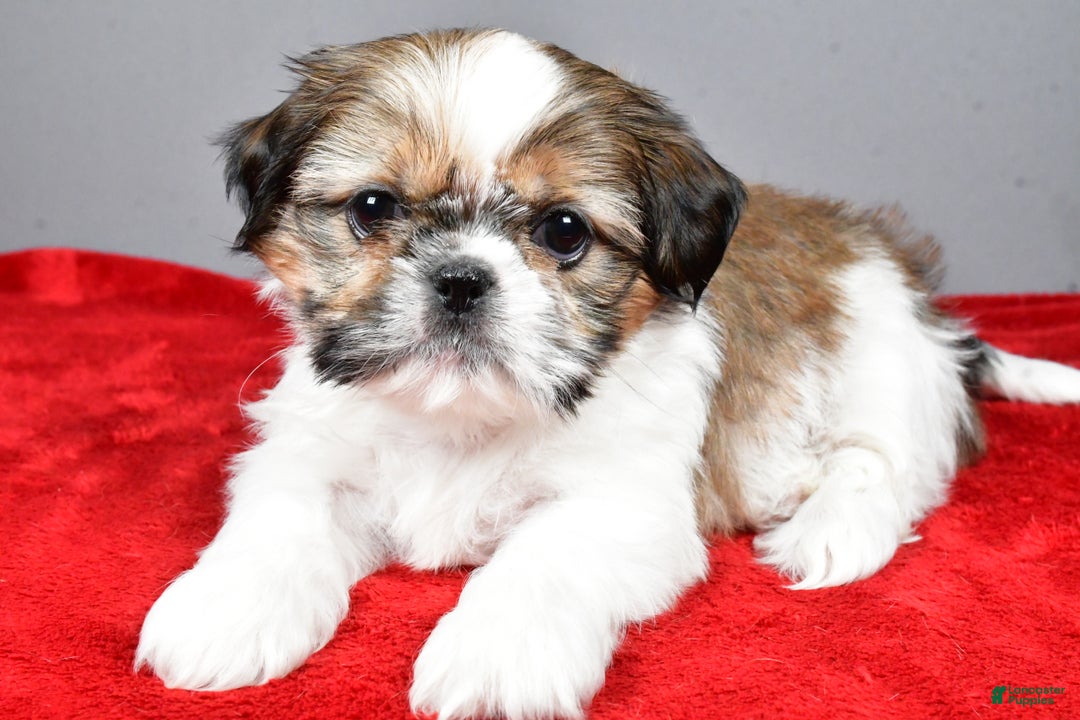 Shih Tzu dogs for sale: Noel - Ad 4