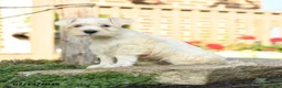 Miniature Schnauzer dogs for sale: Lyle - Ad 3