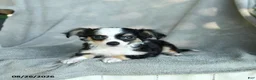 Chihuahua dogs for sale: Jimbo - Ad 3