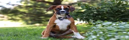 Boxer dogs for sale: Annie - Ad 6