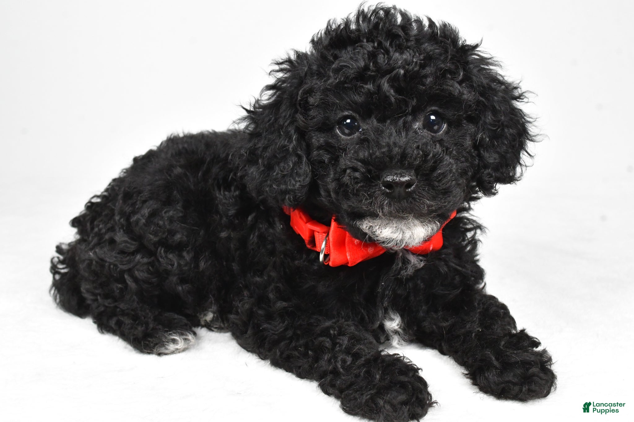 Miniature Poodle dogs Josh - Ad 1