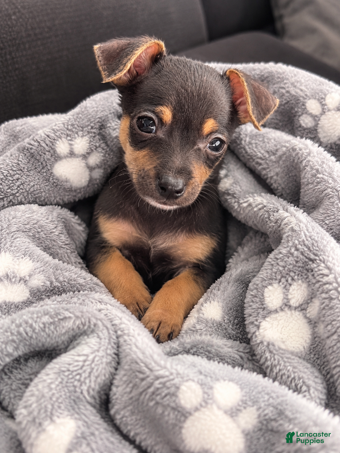 Chihuahua dogs Hero - Ad 1