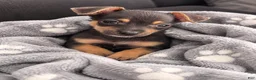 Chihuahua dogs for sale: Hero - Ad 1