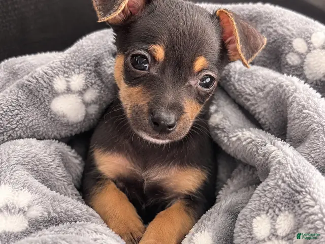 Chihuahua dogs Hero - Ad 1