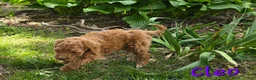 Goldendoodle dogs for sale: Goldendoodle Puppy 11 - Ad 5