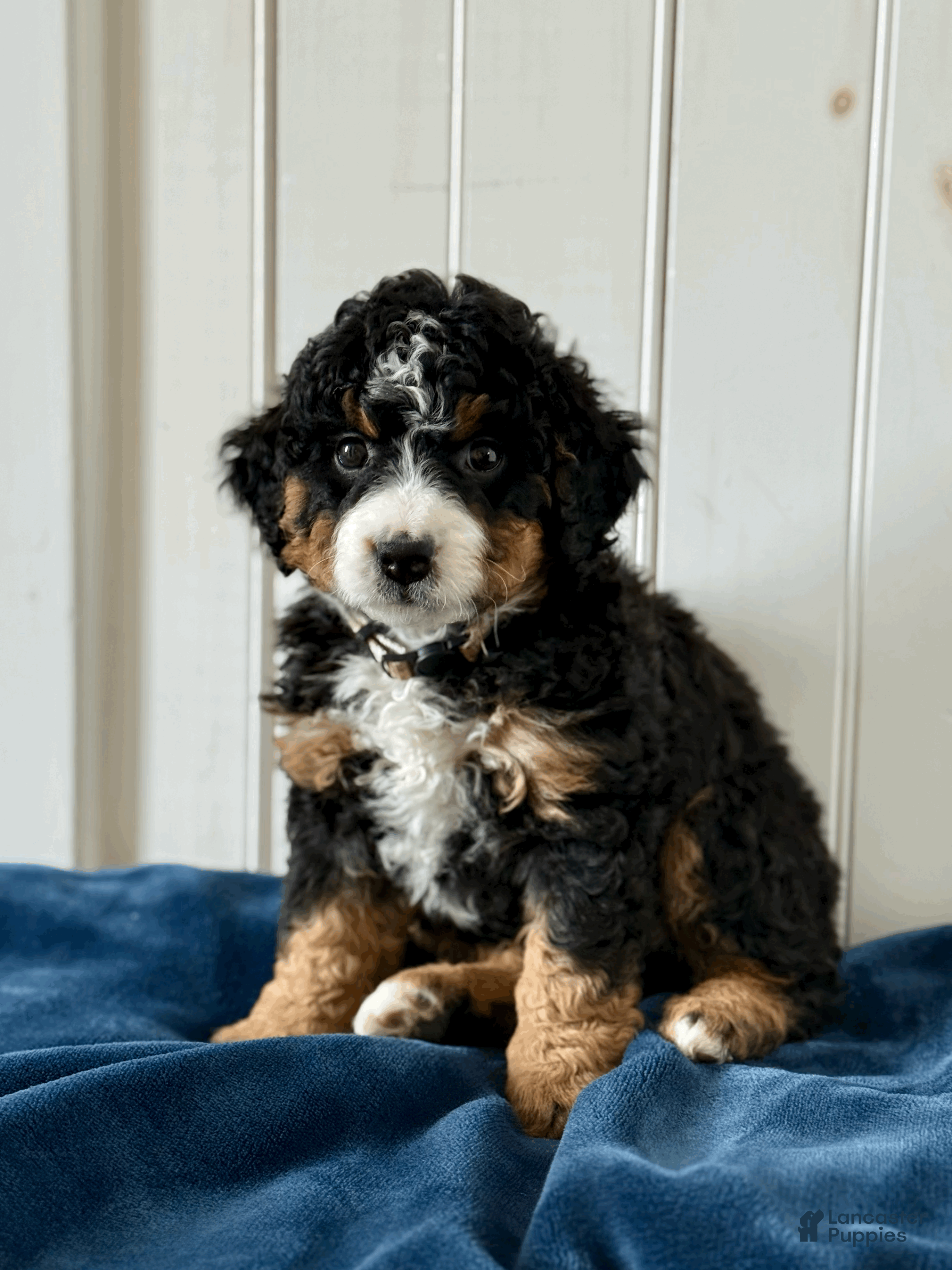Mini Bernedoodle dogs Belle - Ad 2