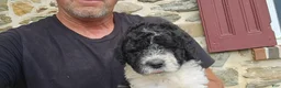 Portuguese Water Dog dogs for sale: Sampson - Ad 11