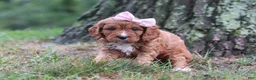 Cavapoo dogs for sale: Willow - Ad 6