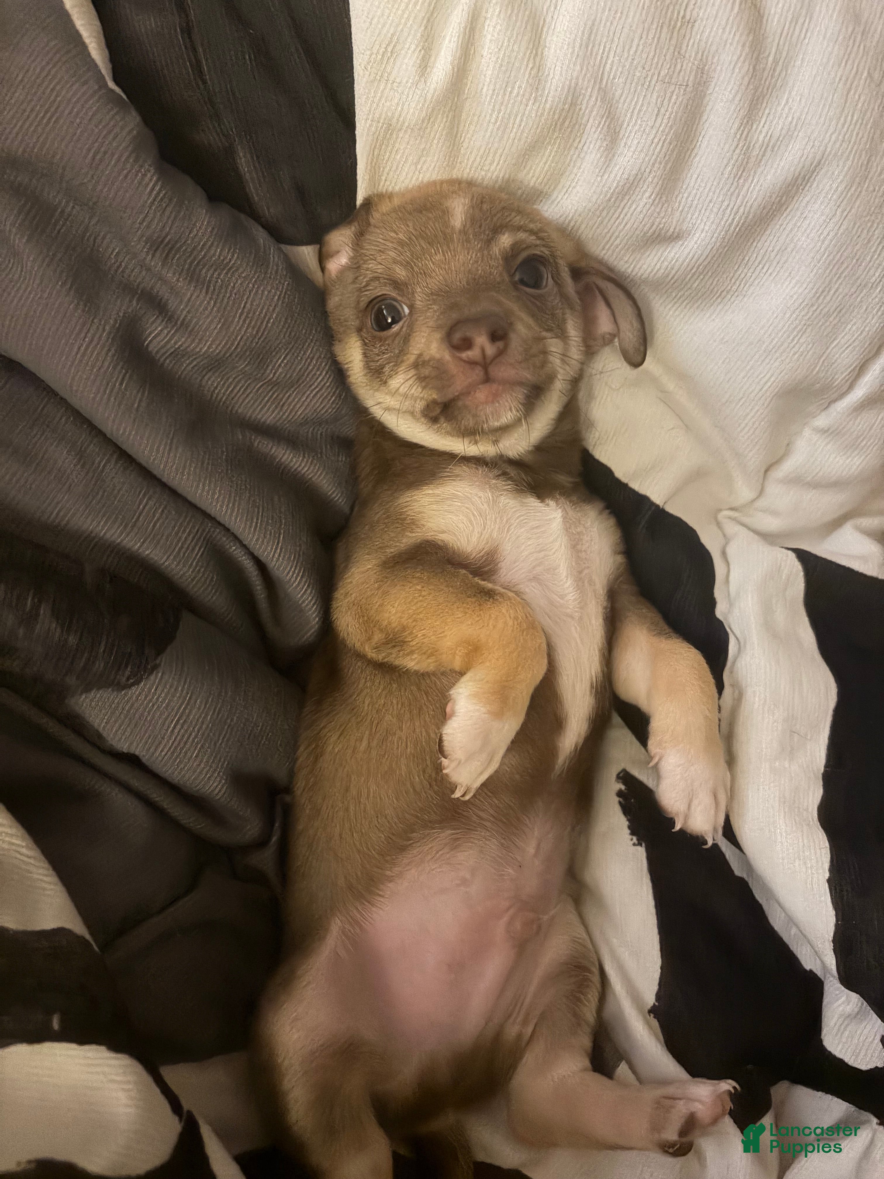 Chihuahua dogs Awful Knofel - Ad 2