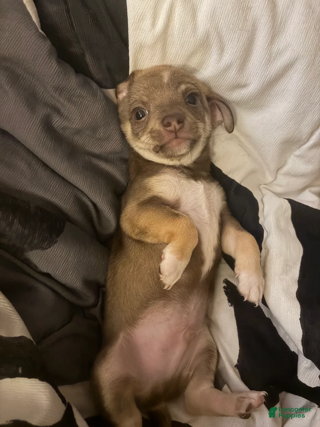 Chihuahua dogs for sale: Awful Knofel - Ad 2