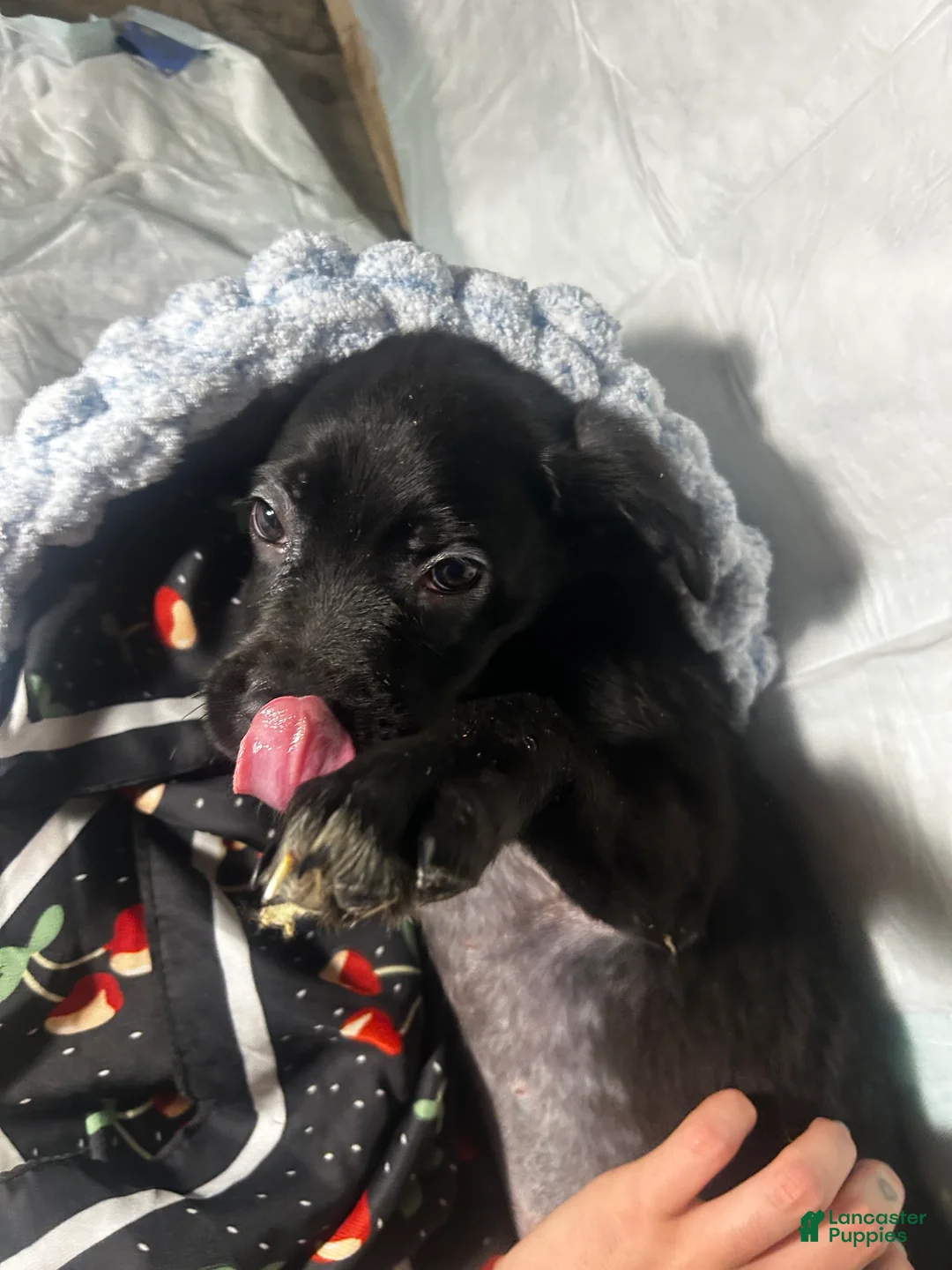 Mixed Breed dogs for sale: Mixed Breed Puppy 4 - Ad 2