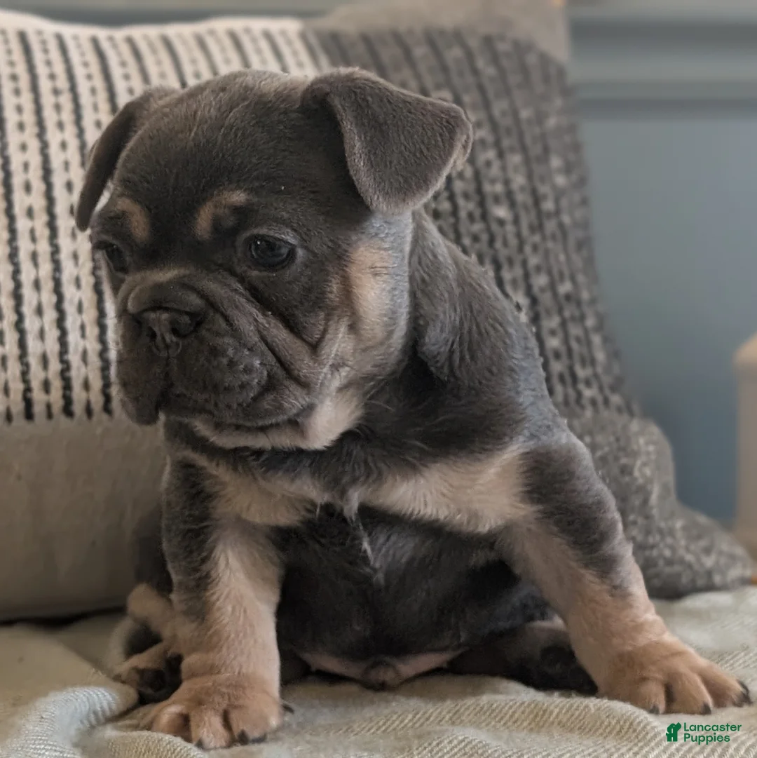 French Bulldog dogs for sale: Riley - Ad 6