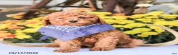 Miniature Poodle dogs for sale: Timmy - Ad 1