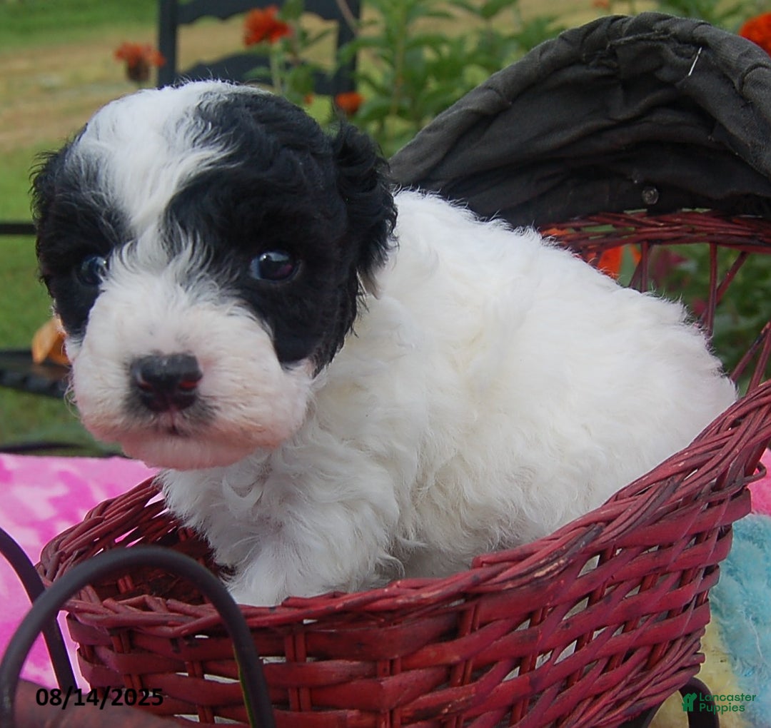 Toy Poodle dogs for sale: Blondie - Ad 8