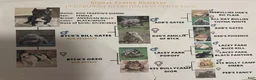 American Bully dogs for sale: American Bully 1 - Ad 3