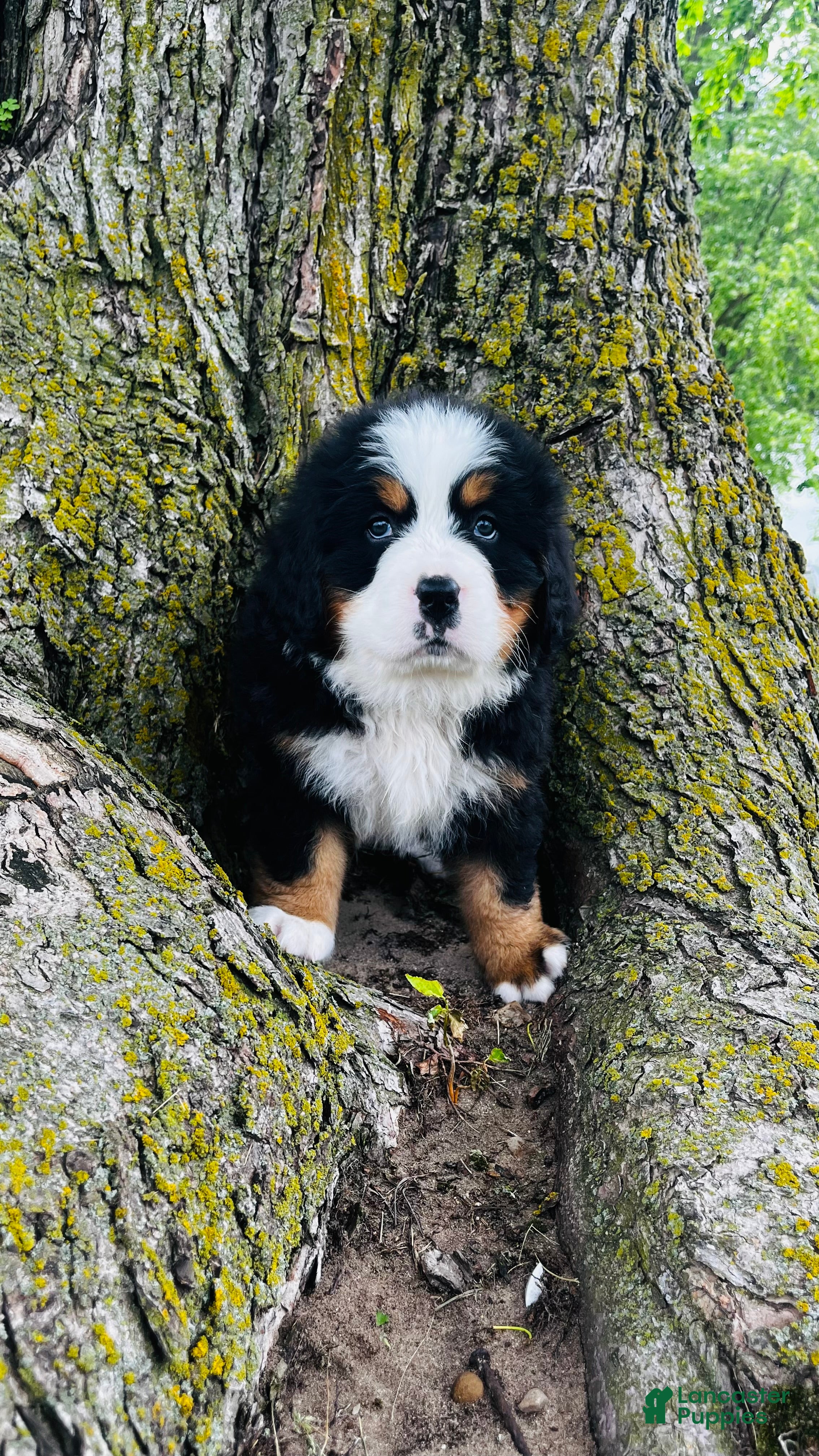 Bernese Mountain Dog dogs Callahan - Ad 1