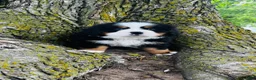 Bernese Mountain Dog dogs for sale: Callahan - Ad 1