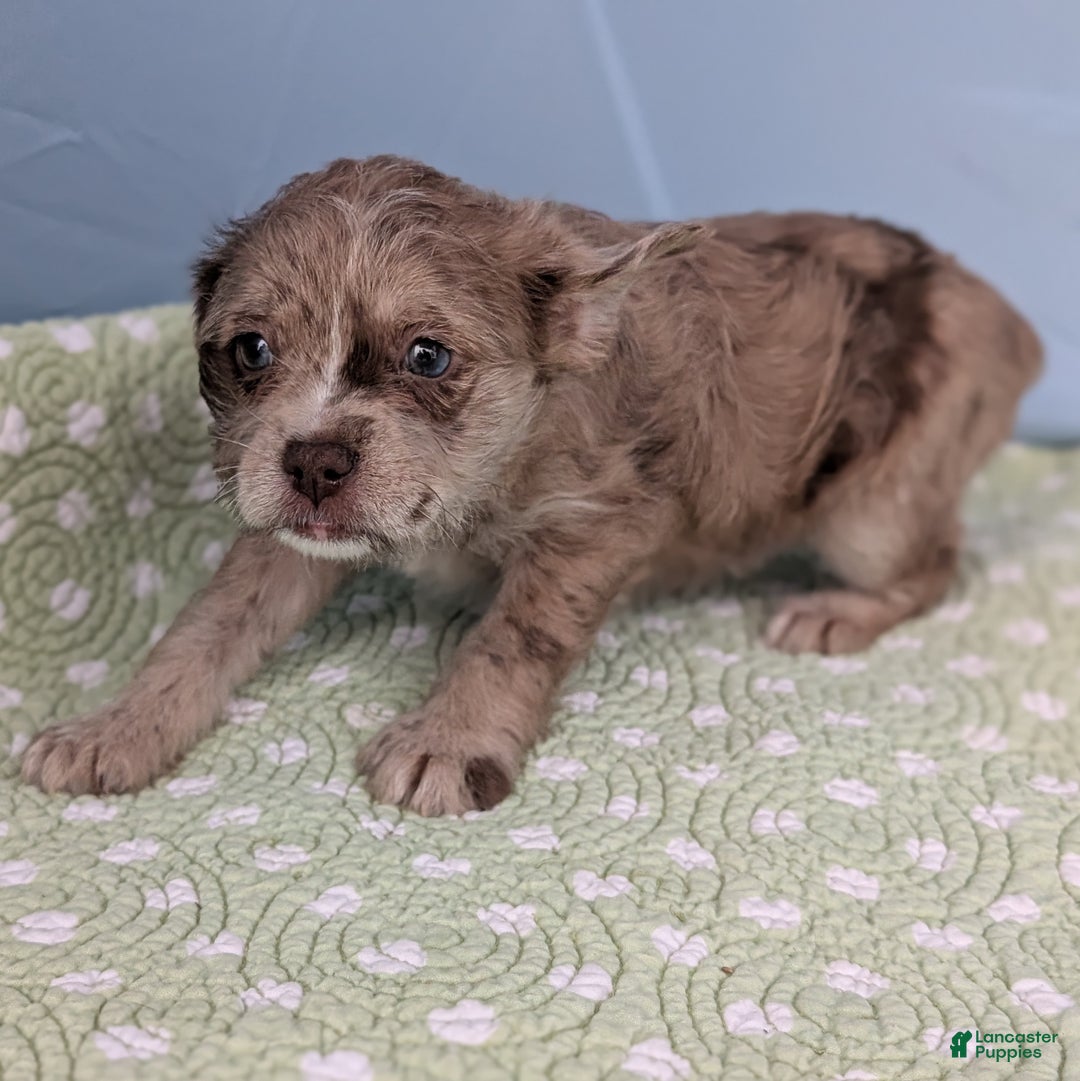 Mixed Breed dogs for sale: Queen - Ad 13