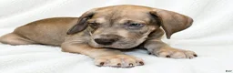 Great Dane dogs for sale: Takara  - Ad 6
