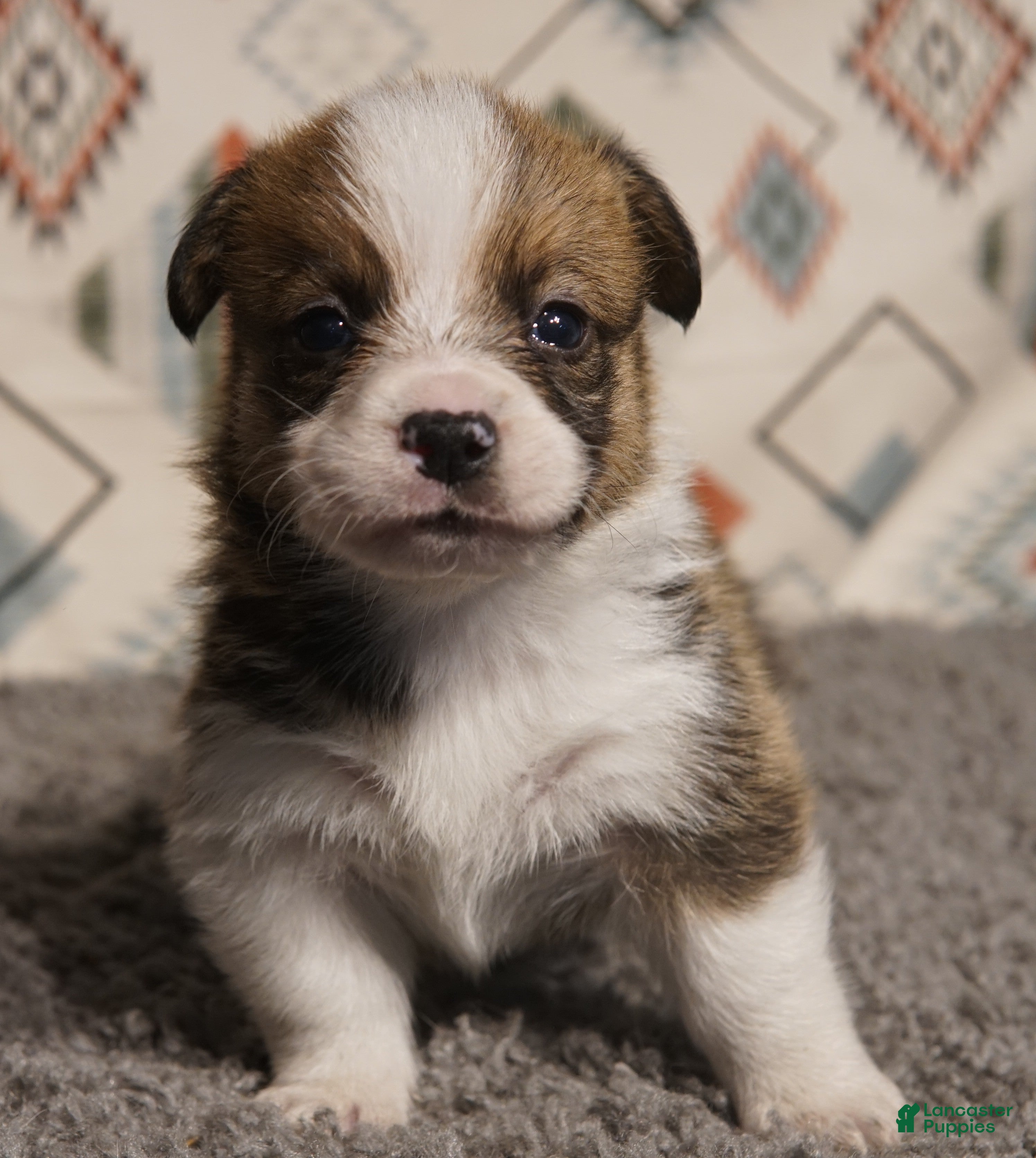 Welsh Corgi Pembroke dogs Finn Hold - Ad 4