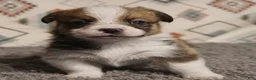 Welsh Corgi Pembroke dogs for sale: Finn Hold - Ad 1