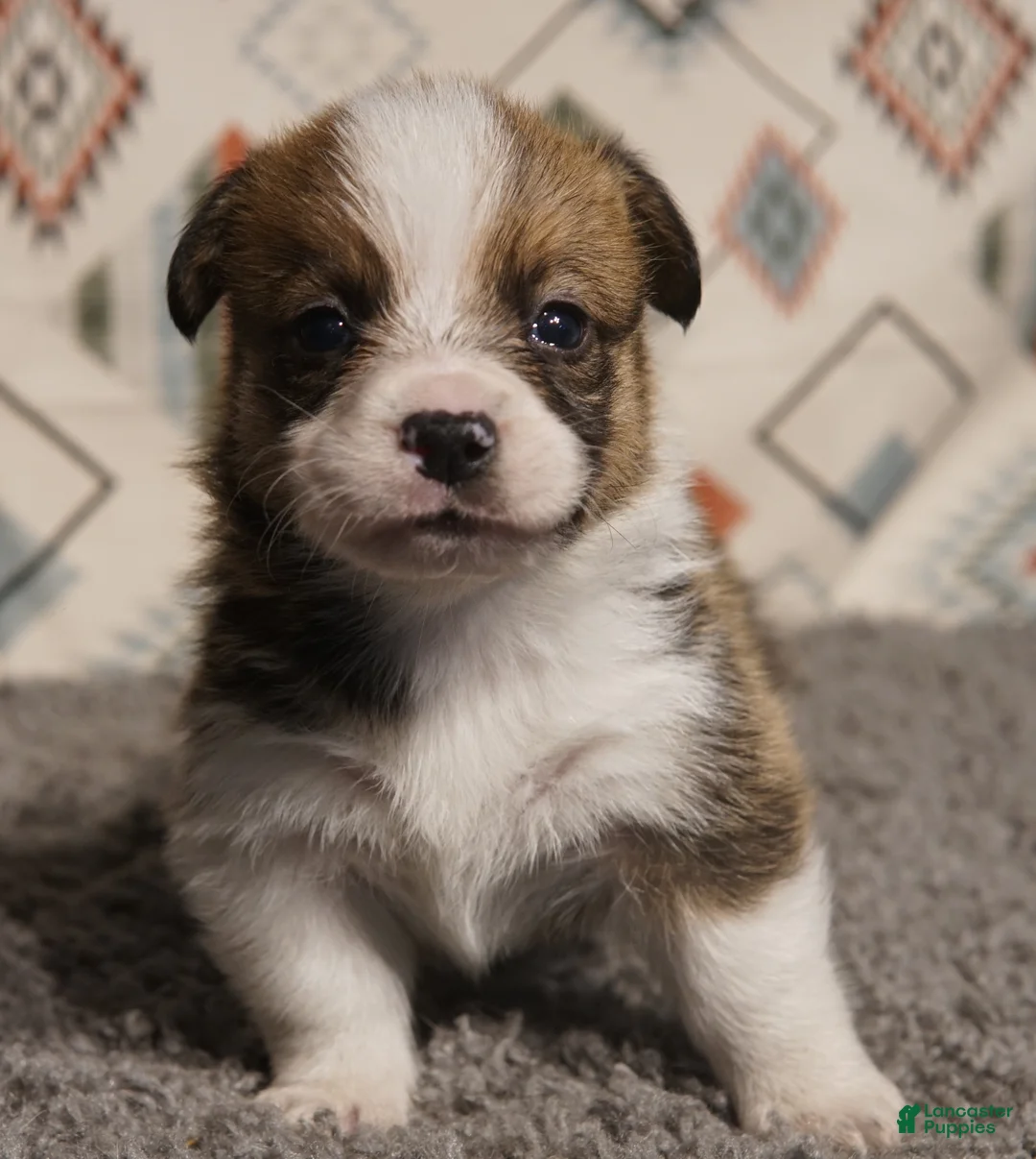 Welsh Corgi Pembroke dogs for sale: Finn Hold - Ad 1