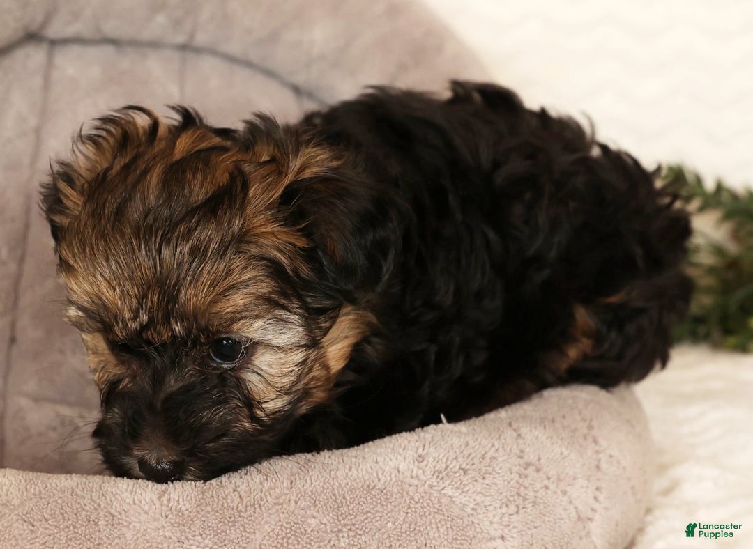 Yorkiepoo dogs for sale: Bailey  3lbs - Ad 7