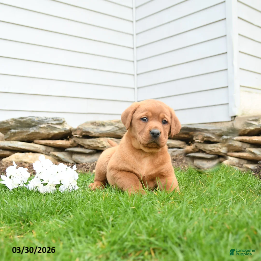 Labrador Retriever dogs for sale: Flossy - Ad 3