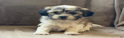 Shih Tzu dogs for sale: Commer - Ad 9