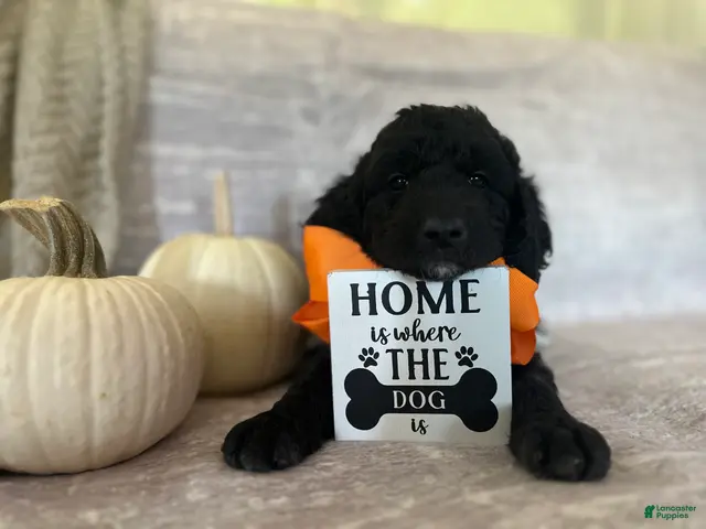 Goldendoodle dogs Onyx 🧡 - Ad 26