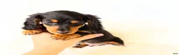 Miniature Dachshund dogs for sale: AKC Badger - Ad 7