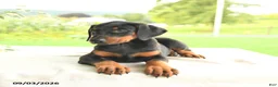 Doberman Pinscher dogs for sale: Zorro - Ad 3