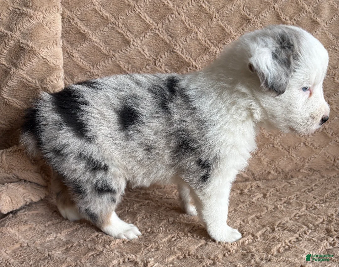 Australian Shepherd dogs for sale: Blue Merle Female 2 - Ad 2