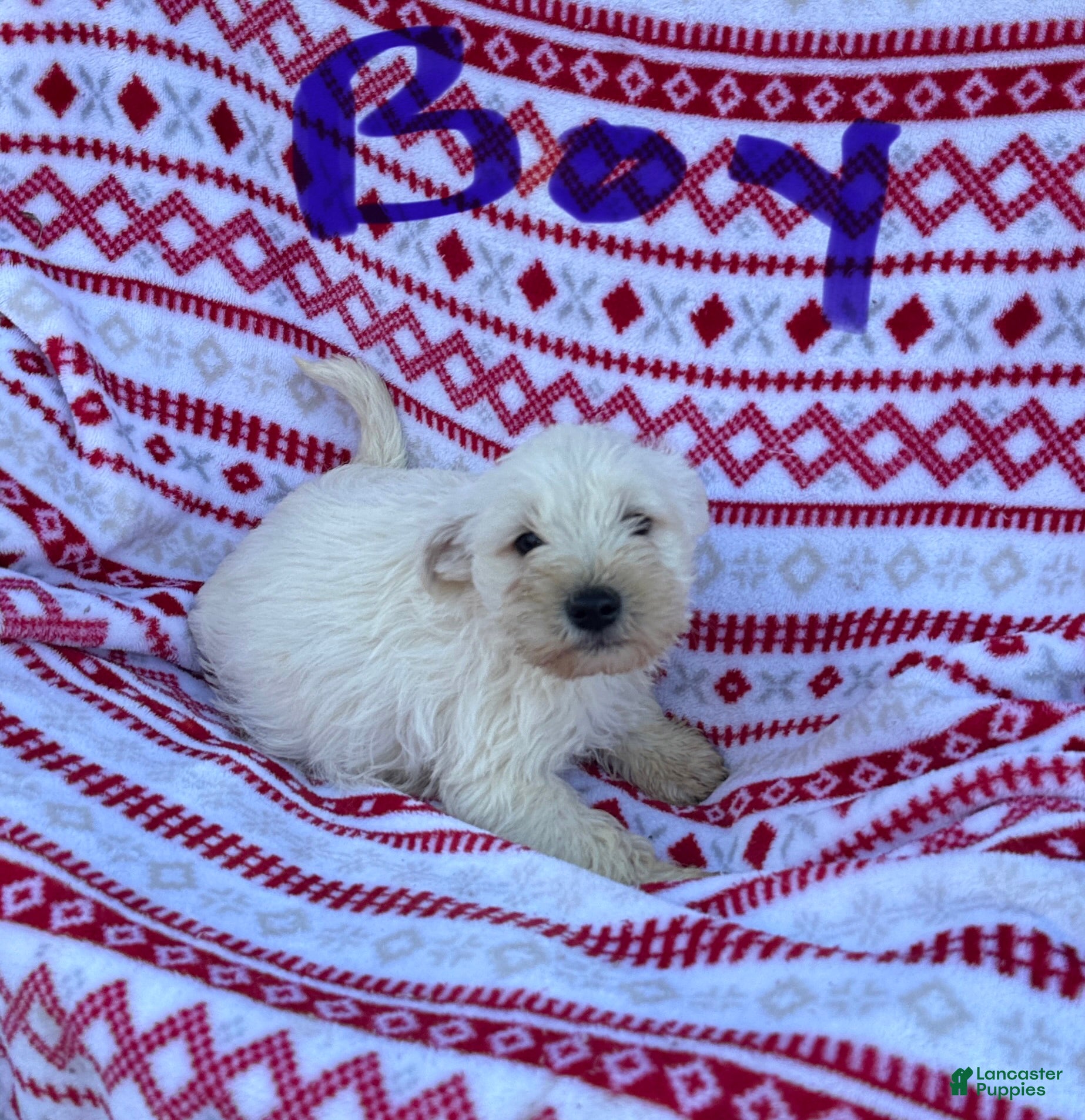 Miniature Schnauzer dogs Miniature Schnauzer Puppy 3-Simon - Ad 4