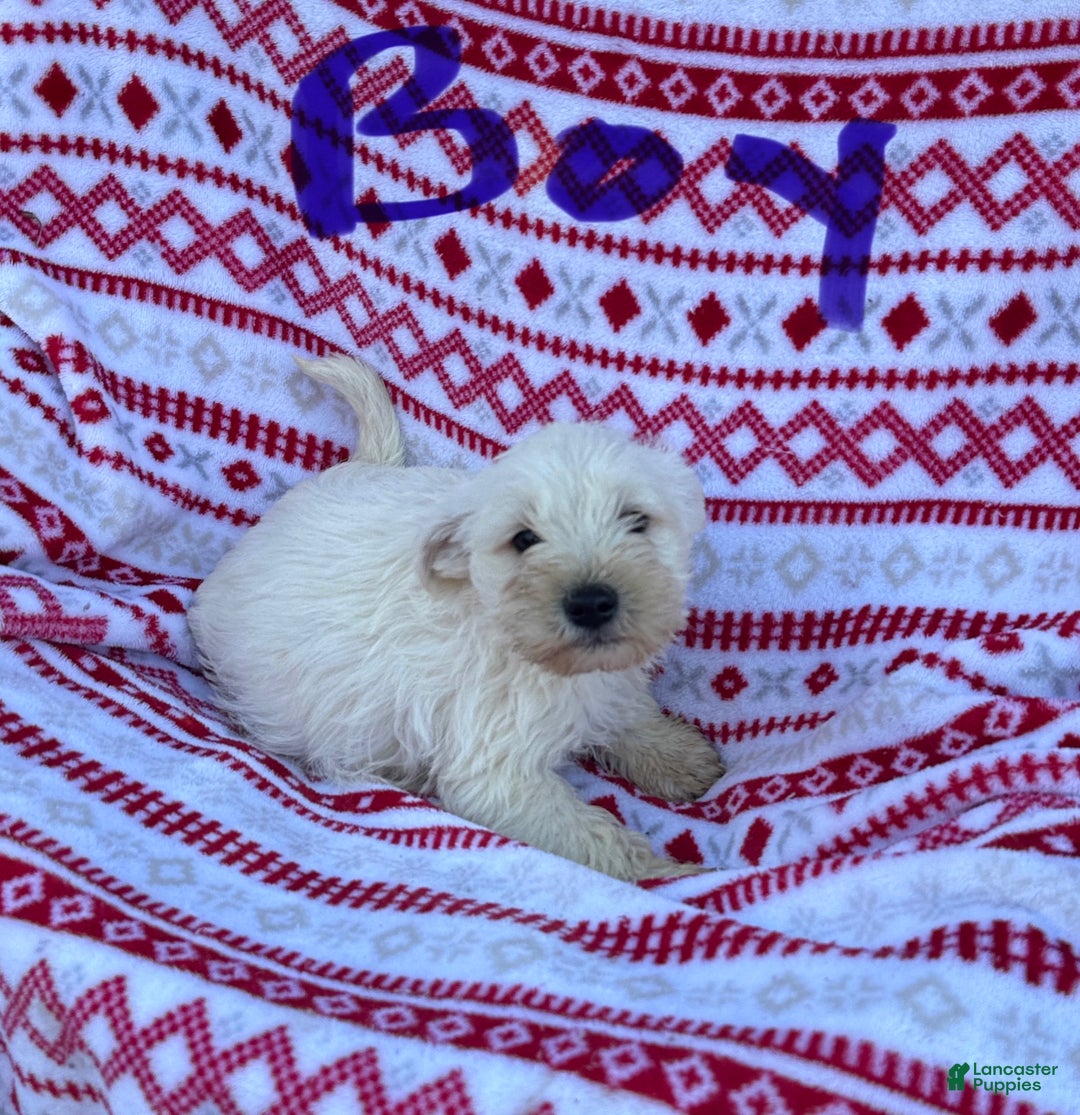 Miniature Schnauzer dogs for sale: Miniature Schnauzer Puppy 3-Simon - Ad 1