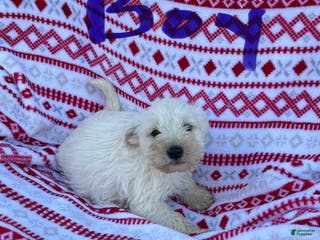 Miniature Schnauzer dogs Miniature Schnauzer Puppy 3-Simon - Ad 4