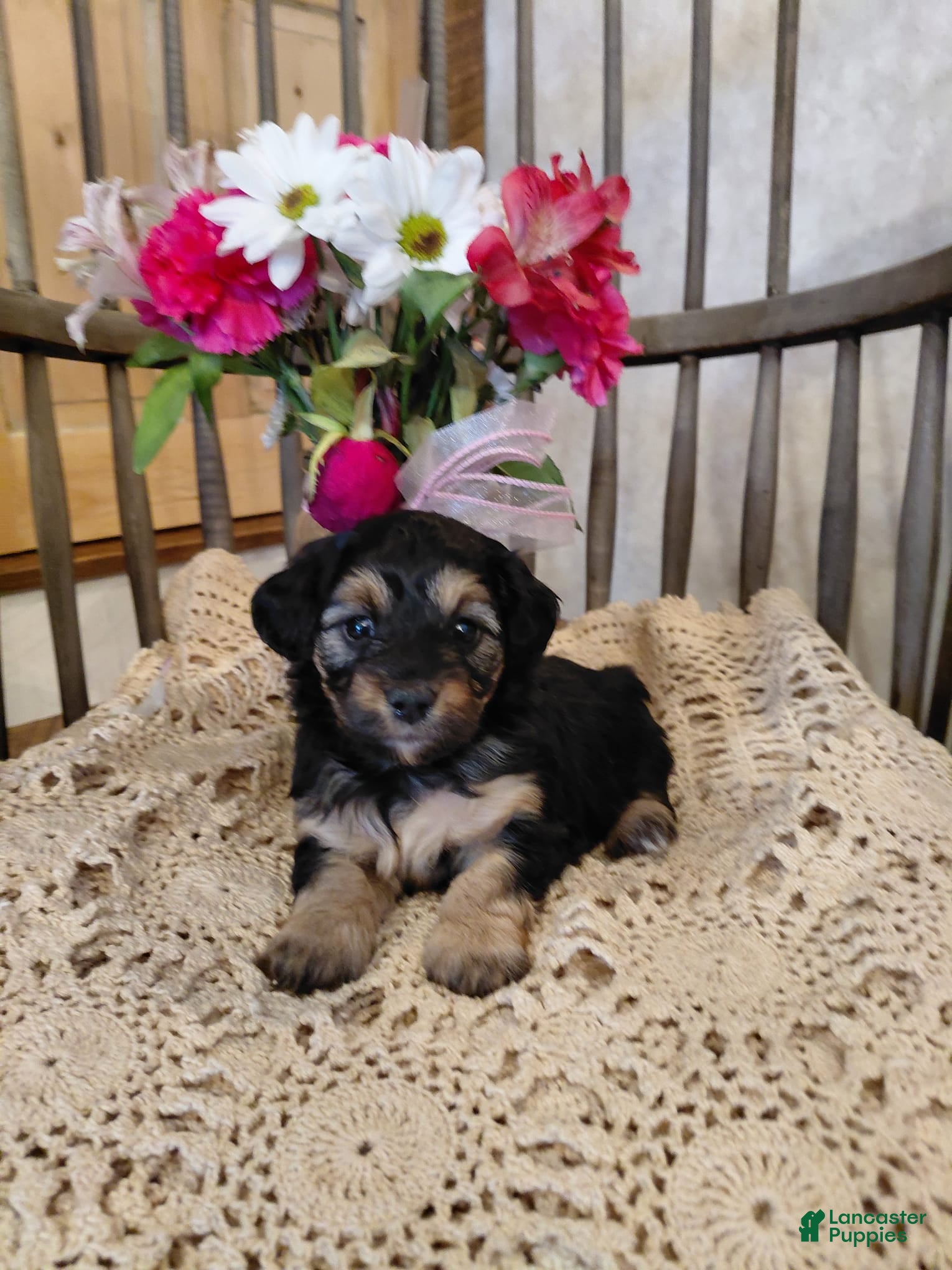 Mini Aussiedoodle dogs Misty - Ad 1