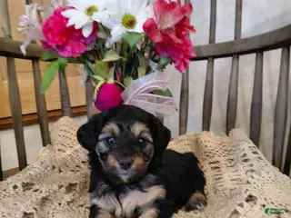 Mini Aussiedoodle dogs for sale: Misty - Ad 1