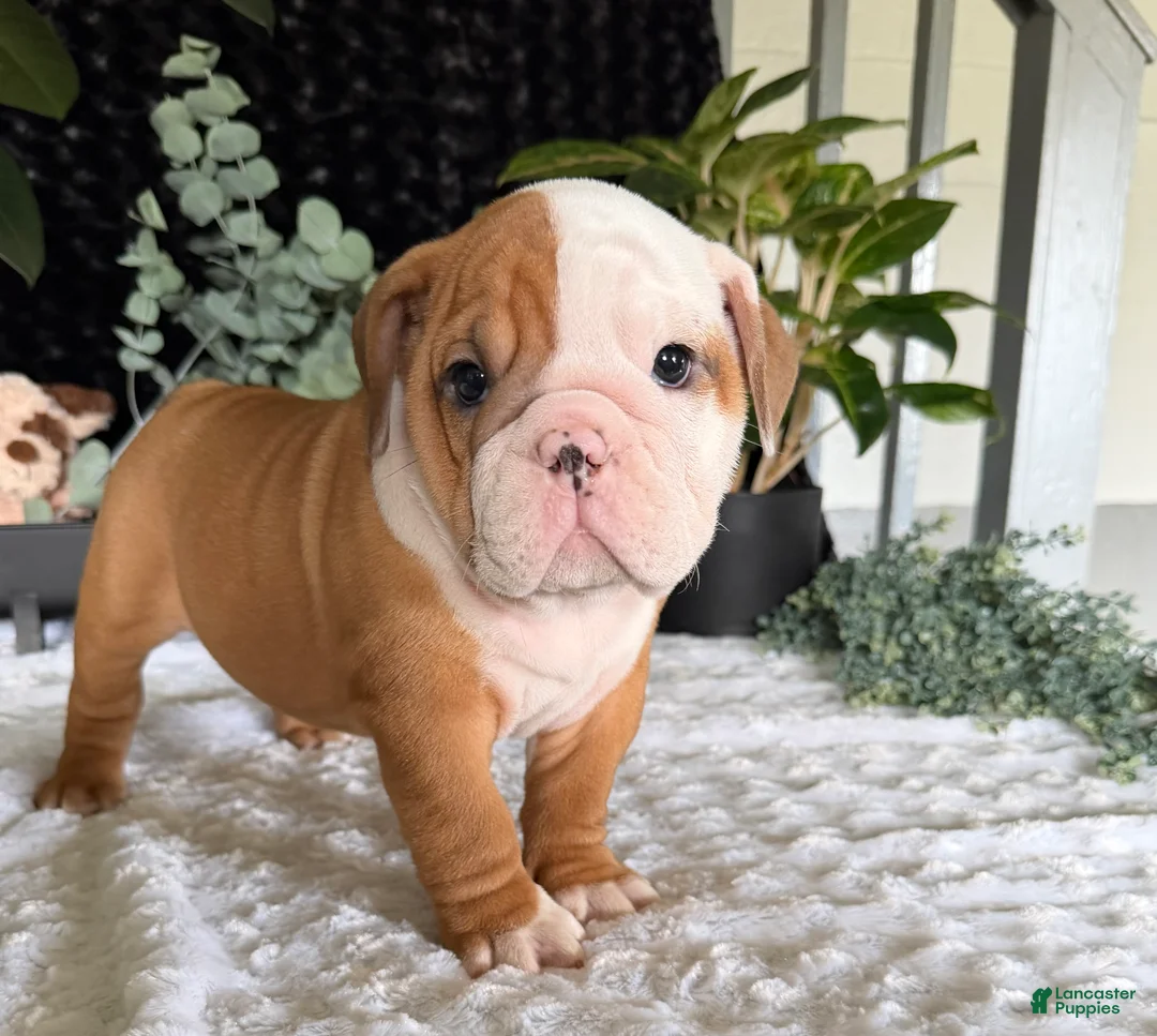 English Bulldog dogs for sale: Mikey - Ad 1