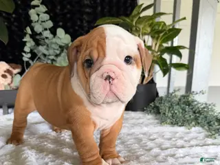 English Bulldog dogs Mikey - Ad 18